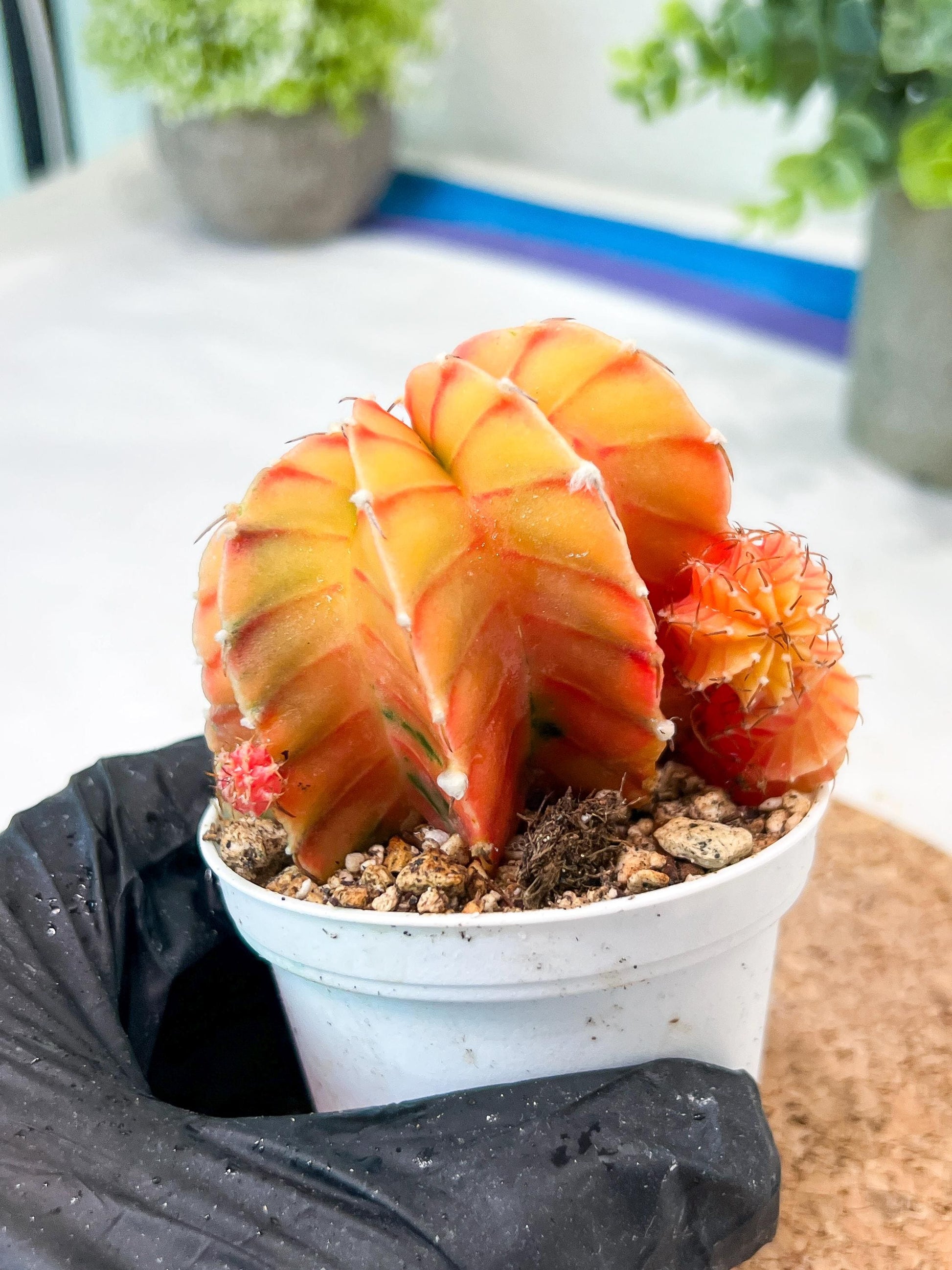 Gymnocalycium Mihanovichii (g2) (y6) | Variegated Cactus