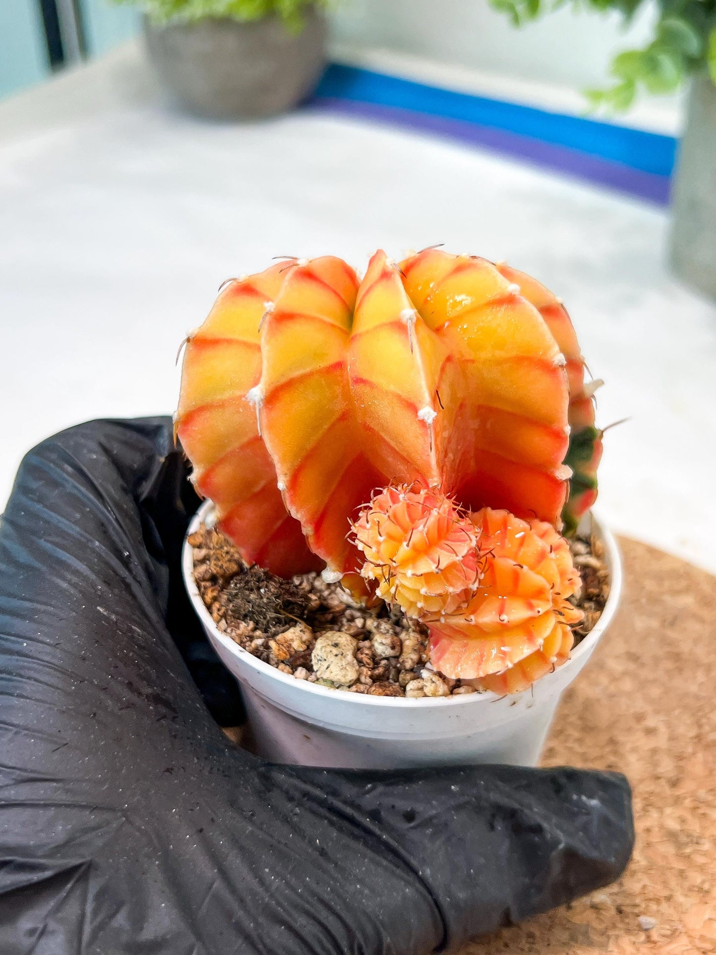 Gymnocalycium Mihanovichii (g2) (y6) | Variegated Cactus