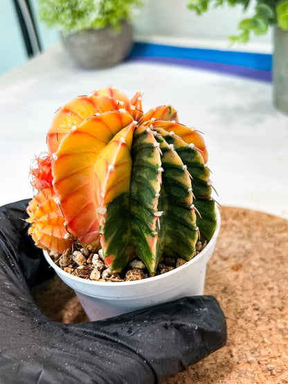 Gymnocalycium Mihanovichii (g2) (y6) | Variegated Cactus