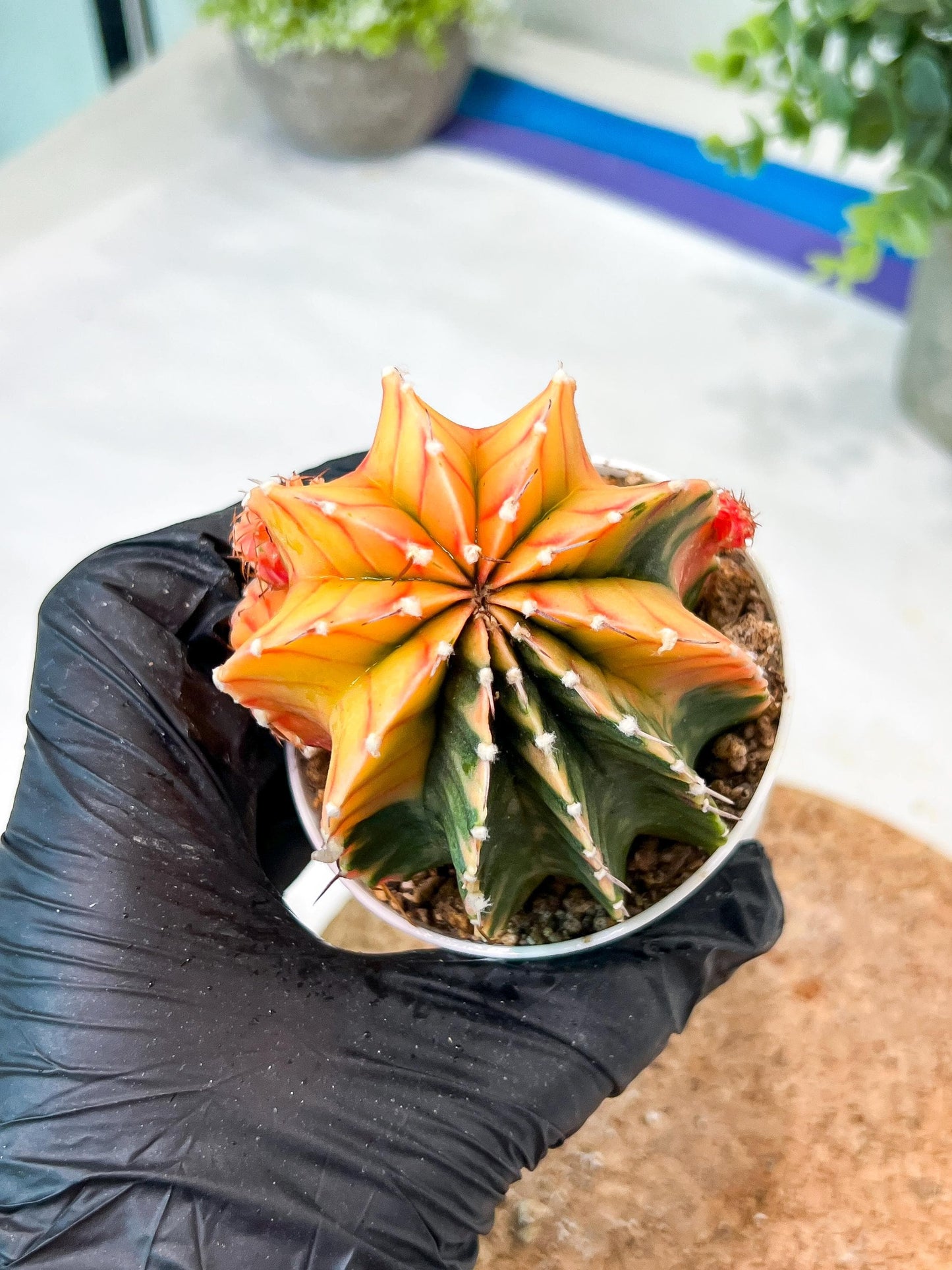 Gymnocalycium Mihanovichii (g2) (y6) | Variegated Cactus