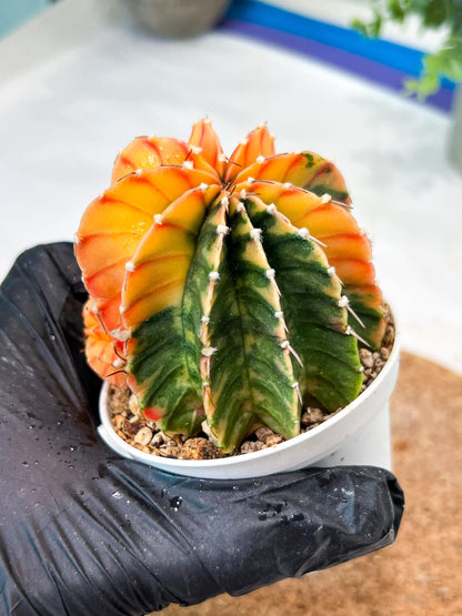 Gymnocalycium Mihanovichii (g2) (y6) | Variegated Cactus