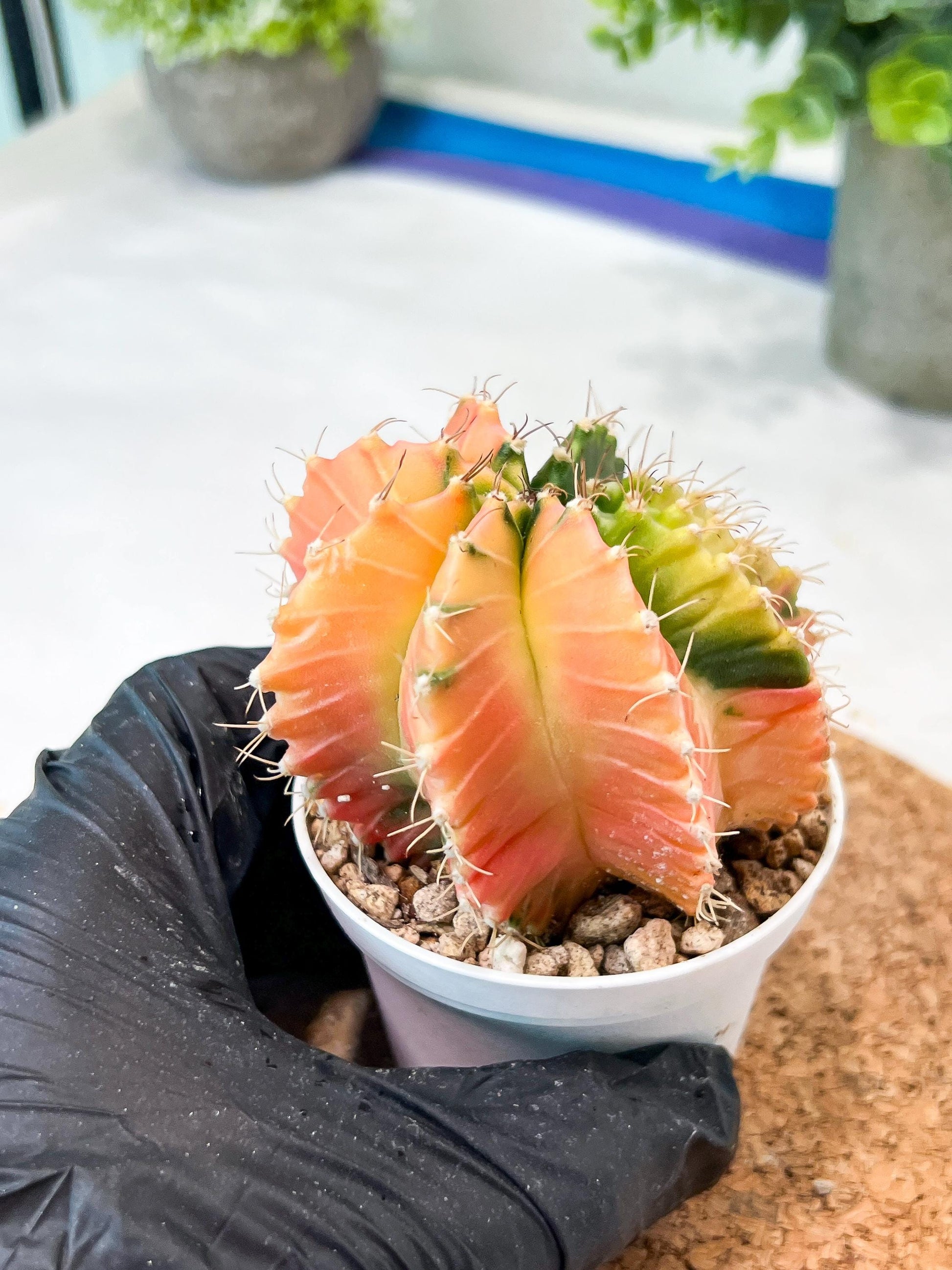 Gymnocalycium Mihanovichii (g2) (y7) | Variegated Cactus