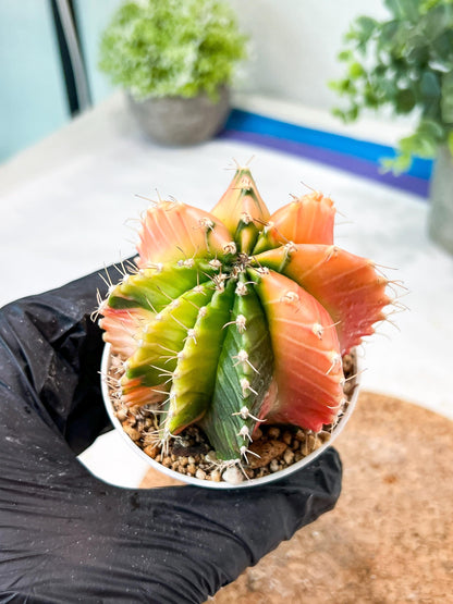 Gymnocalycium Mihanovichii (g2) (y7) | Variegated Cactus