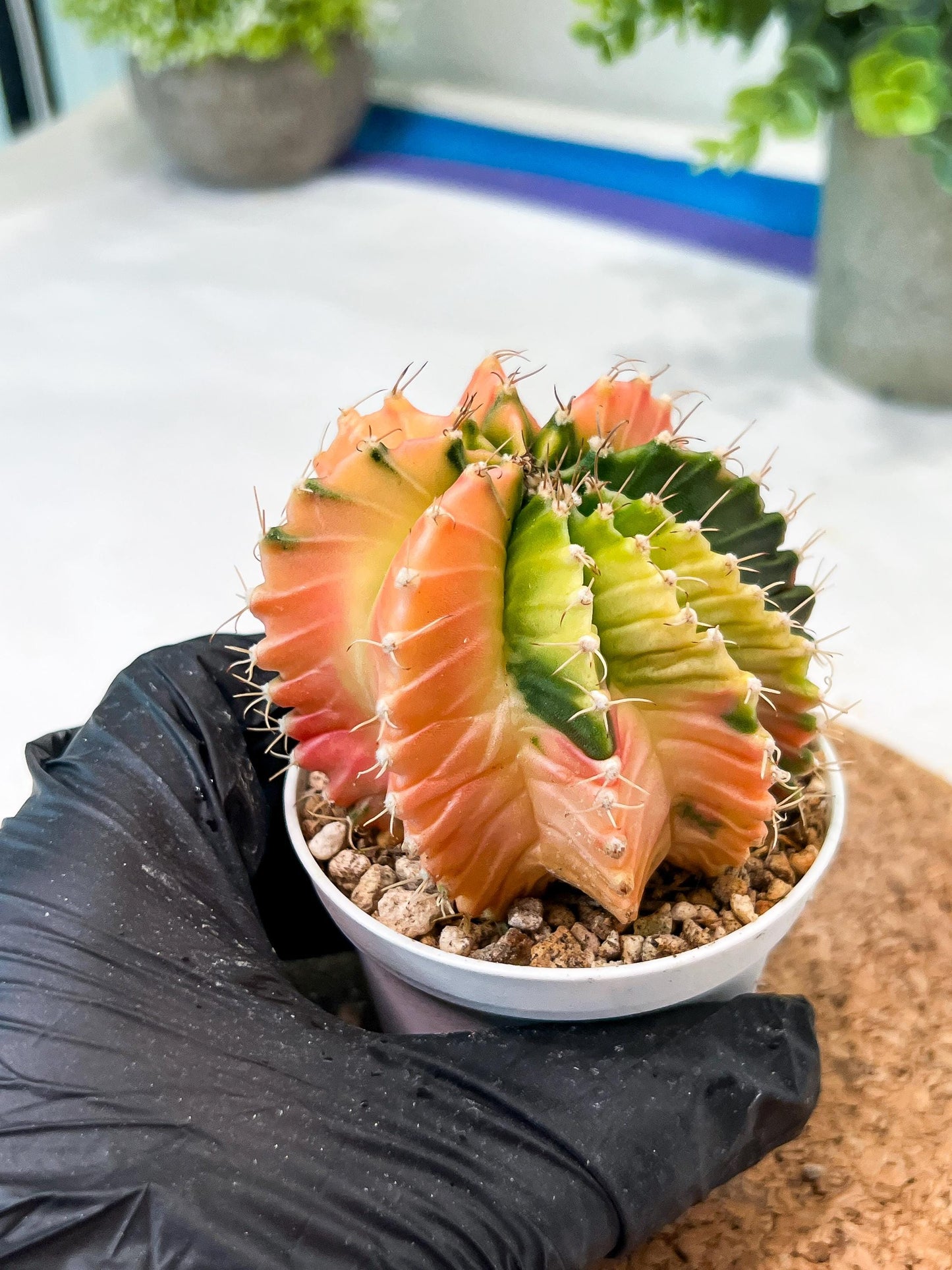 Gymnocalycium Mihanovichii (g2) (y7) | Variegated Cactus