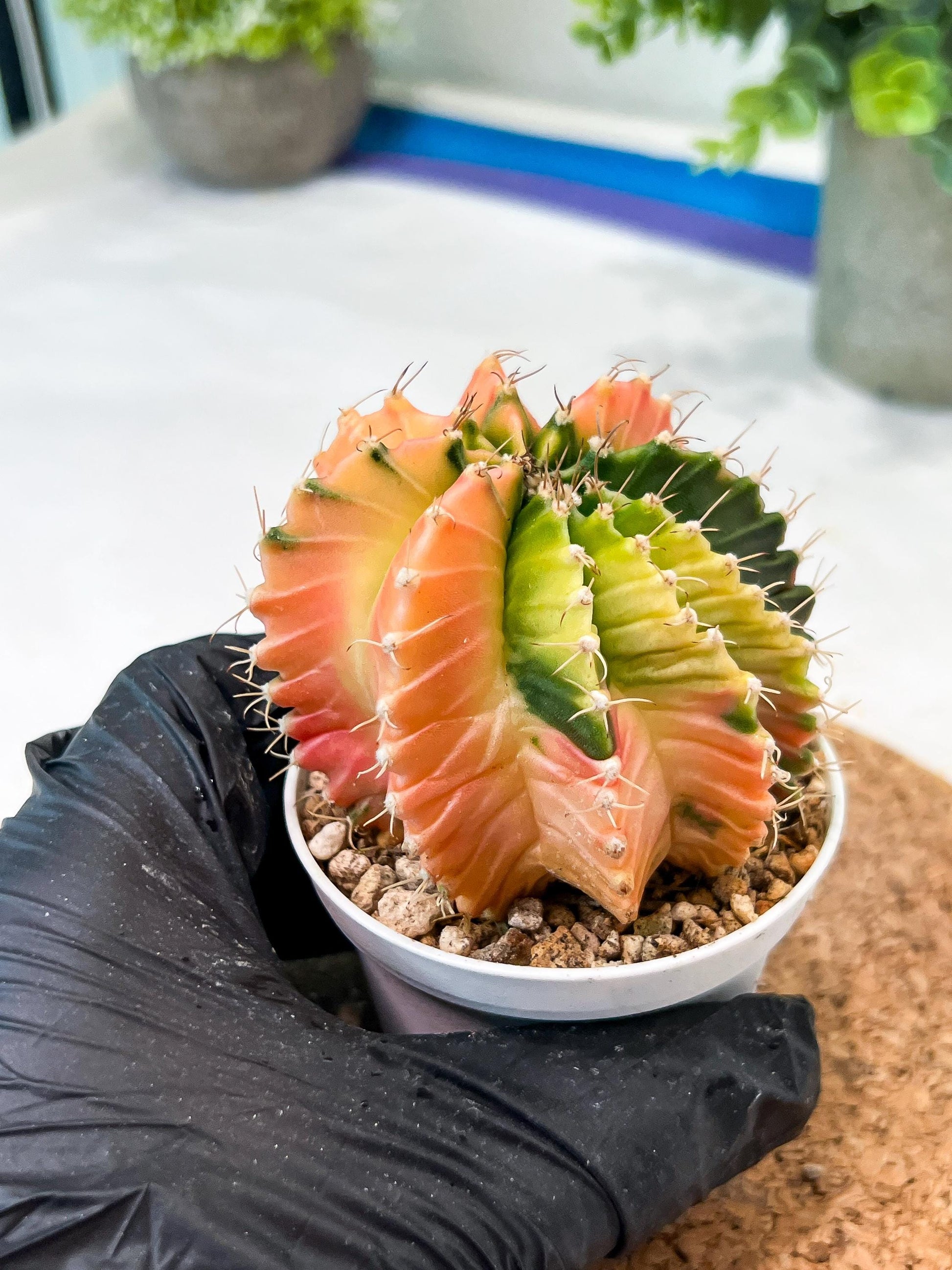 Gymnocalycium Mihanovichii (g2) (y7) | Variegated Cactus