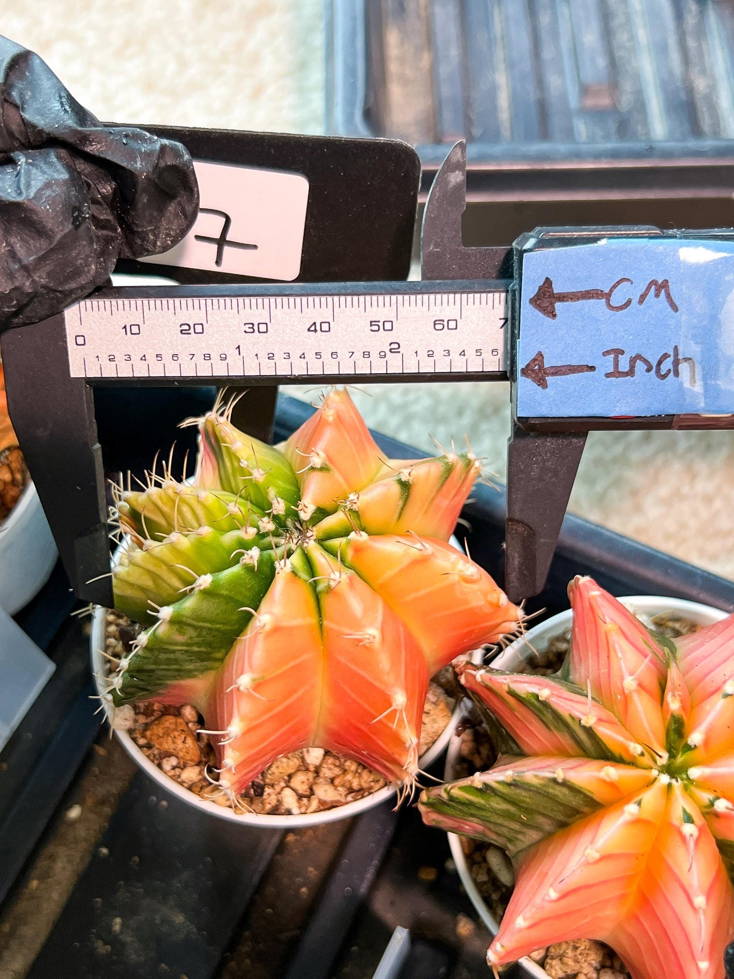 Gymnocalycium Mihanovichii (g2) (y7) | Variegated Cactus