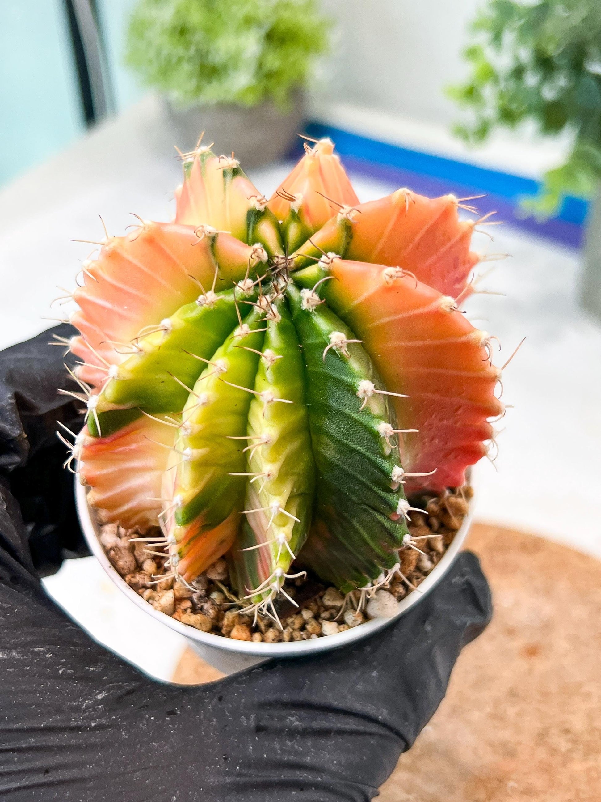 Gymnocalycium Mihanovichii (g2) (y7) | Variegated Cactus
