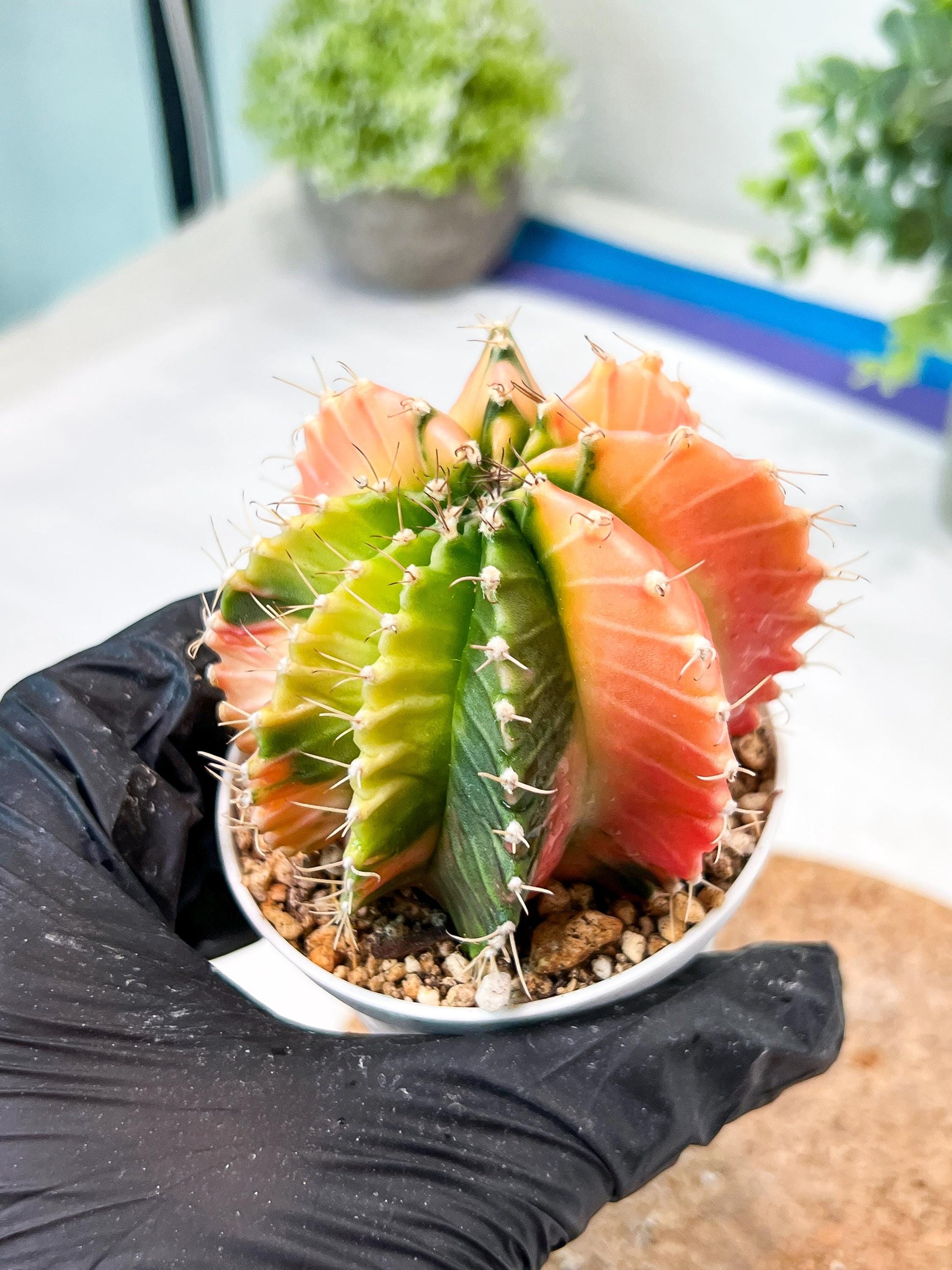 Gymnocalycium Mihanovichii (g2) (y7) | Variegated Cactus