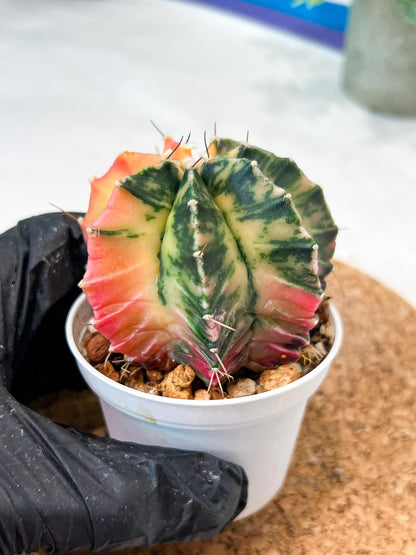 Gymnocalycium Mihanovichii (g2) (b1) | Variegated Cactus