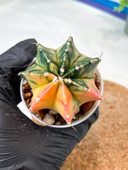 Gymnocalycium Mihanovichii (g2) (b1) | Variegated Cactus