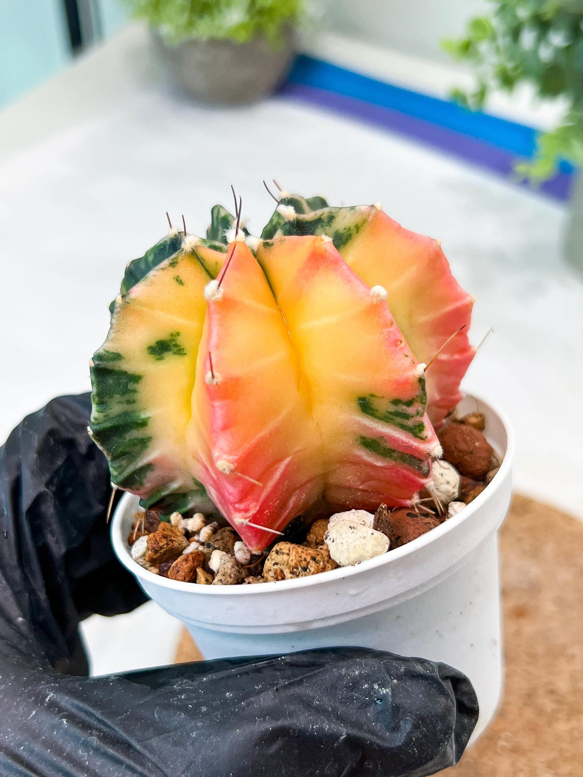 Gymnocalycium Mihanovichii (g2) (b1) | Variegated Cactus