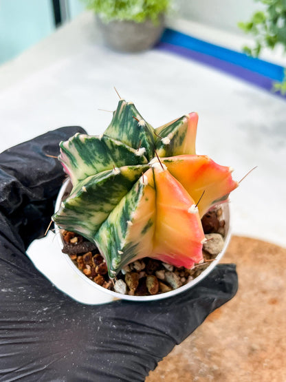 Gymnocalycium Mihanovichii (g2) (b1) | Variegated Cactus