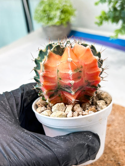 Gymnocalycium Mihanovichii (g2) (b2) | Variegated Cactus