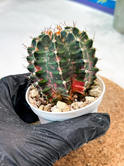 Gymnocalycium Mihanovichii (g2) (b2) | Variegated Cactus