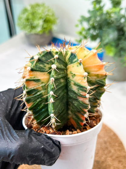 Gymnocalycium Mihanovichii (g2) (b3) | Variegated Cactus