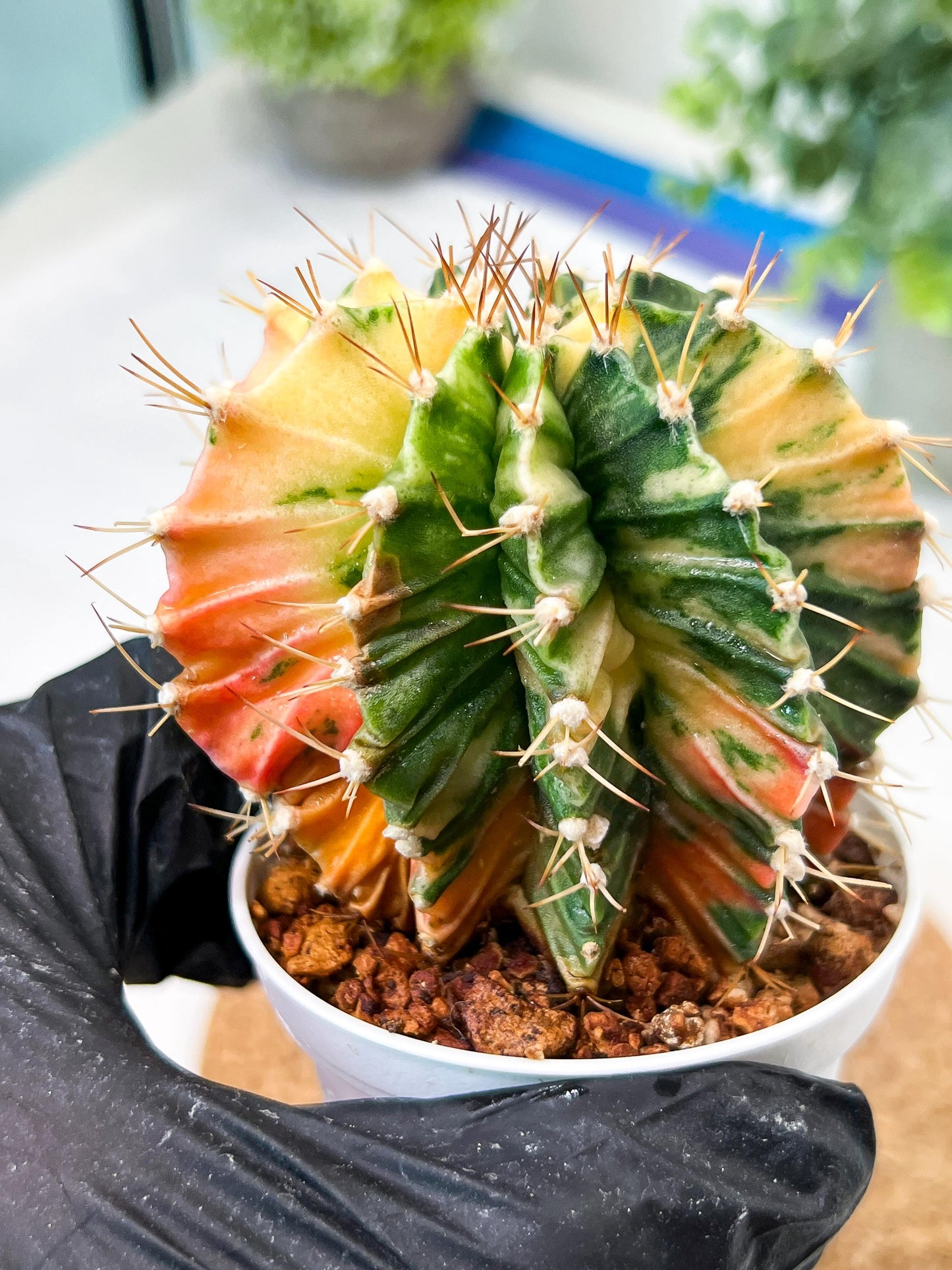 Gymnocalycium Mihanovichii (g2) (b3) | Variegated Cactus