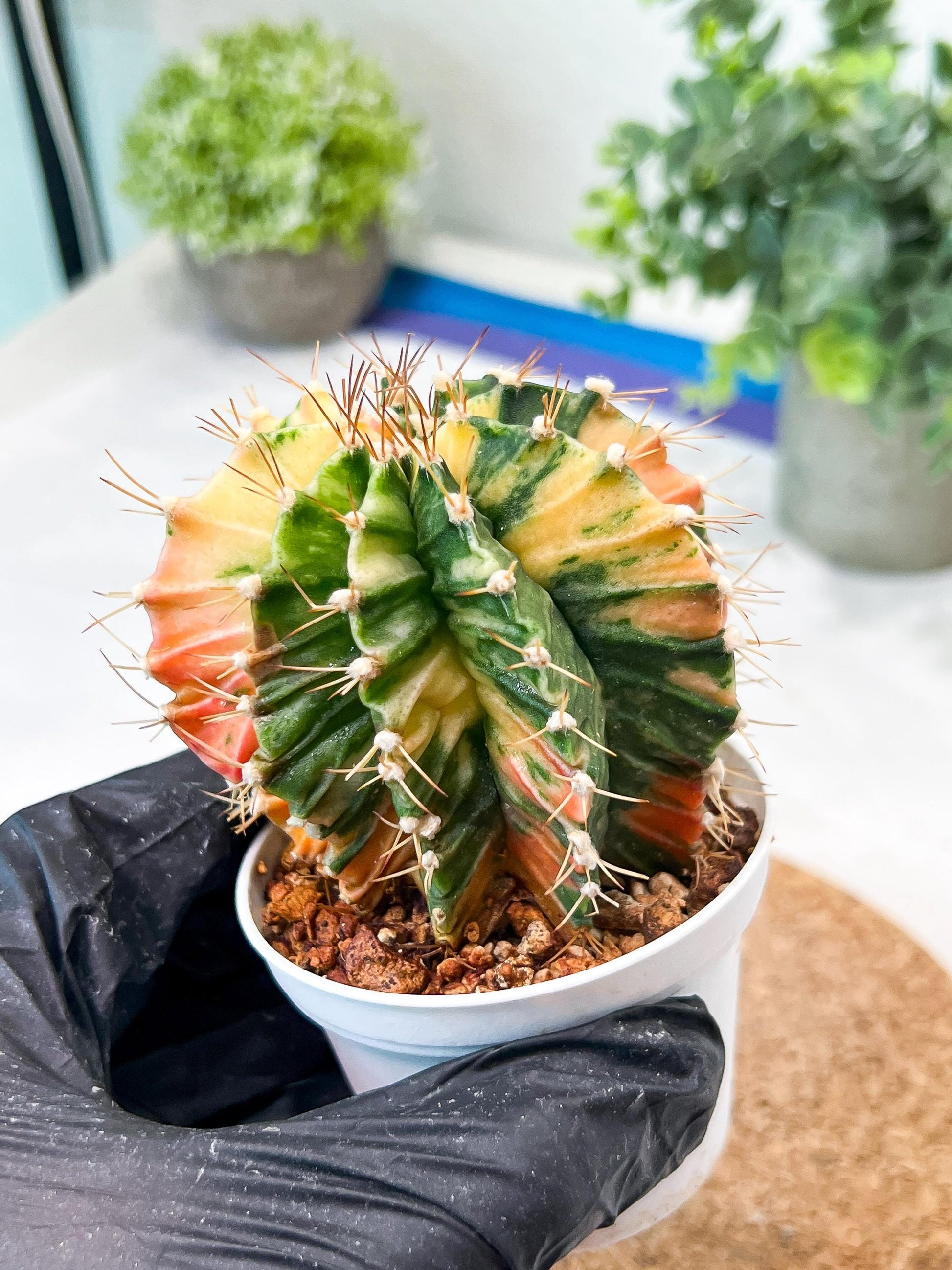 Gymnocalycium Mihanovichii (g2) (b3) | Variegated Cactus