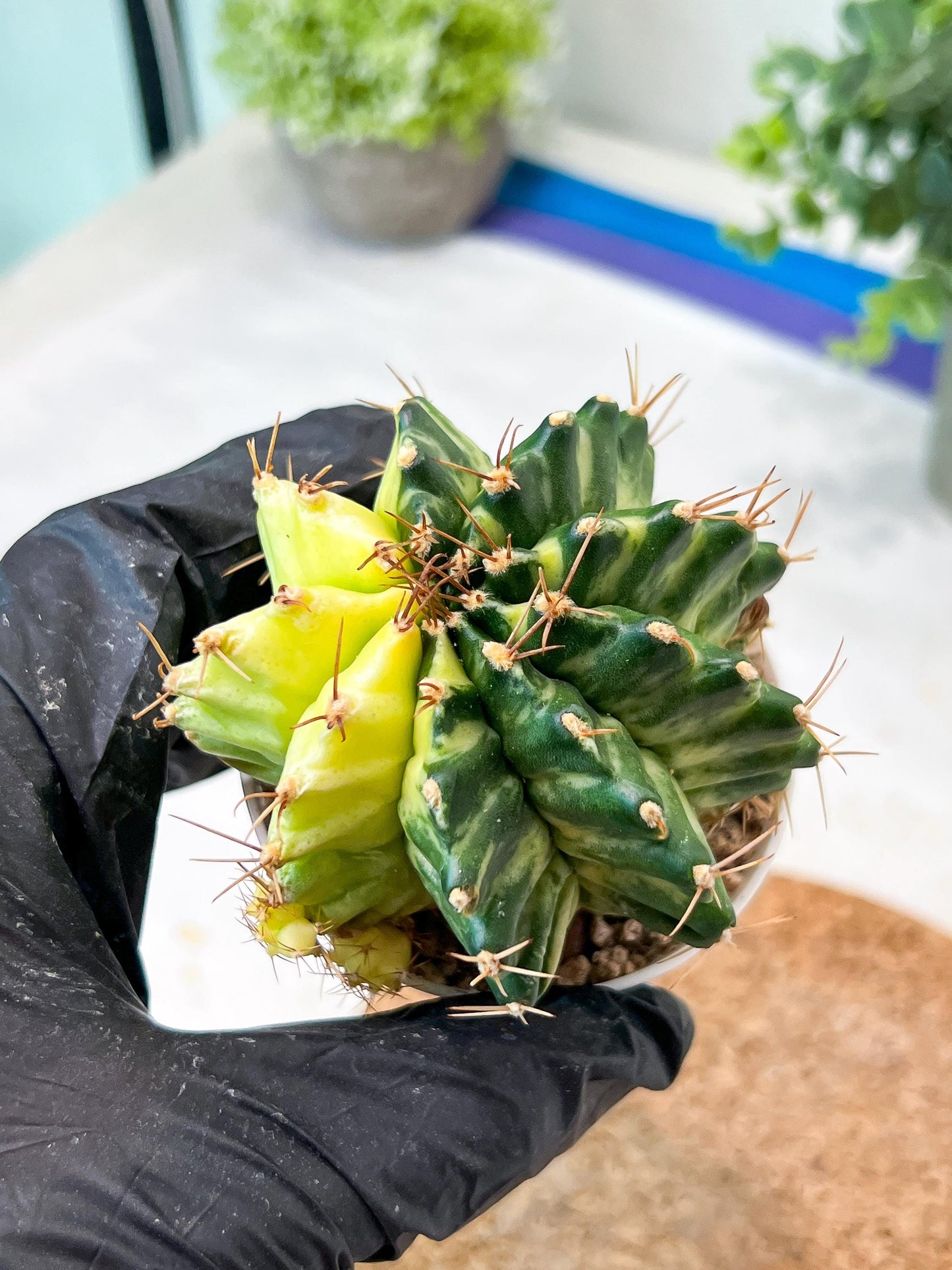 Gymnocalycium Mihanovichii (g2) (b4) | Variegated Cactus