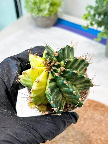 Gymnocalycium Mihanovichii (g2) (b4) | Variegated Cactus