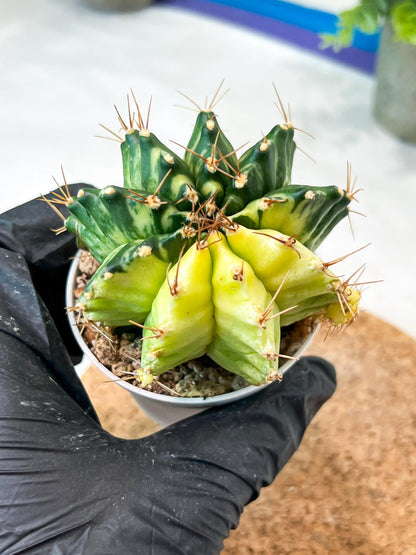 Gymnocalycium Mihanovichii (g2) (b4) | Variegated Cactus