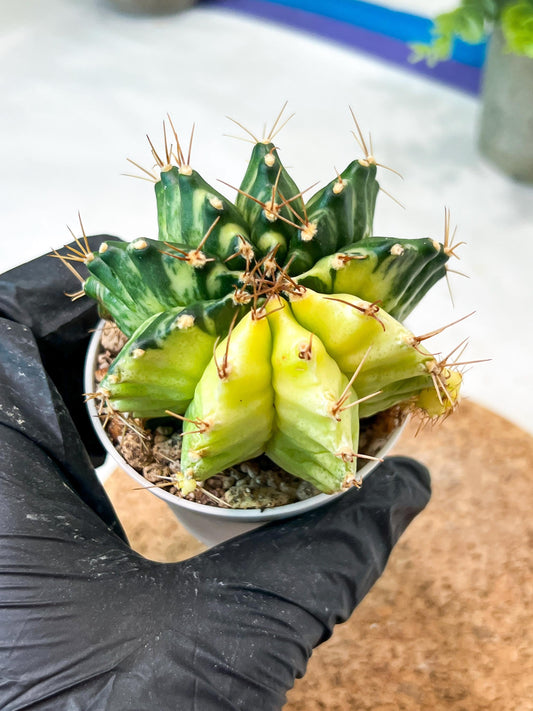 Gymnocalycium Mihanovichii (g2) (b4) | Variegated Cactus