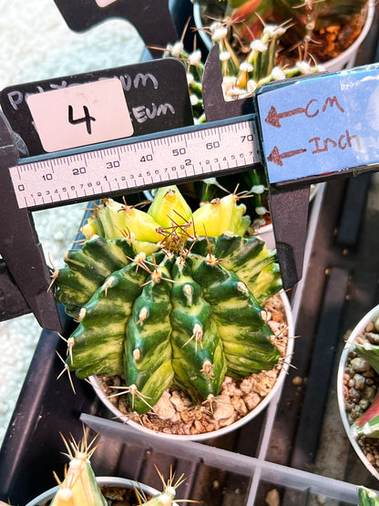 Gymnocalycium Mihanovichii (g2) (b4) | Variegated Cactus