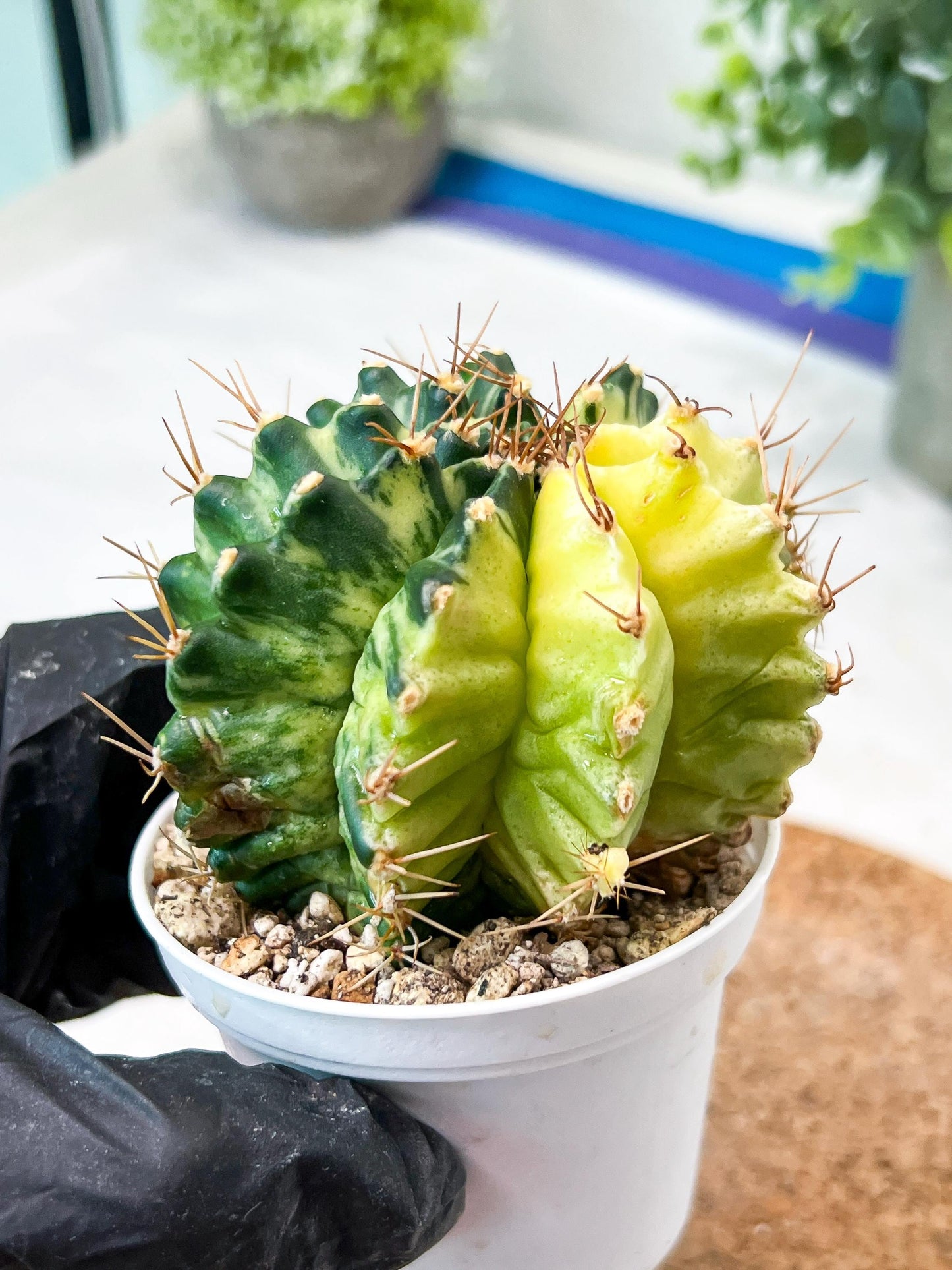 Gymnocalycium Mihanovichii (g2) (b4) | Variegated Cactus
