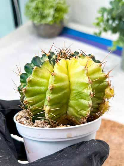 Gymnocalycium Mihanovichii (g2) (b4) | Variegated Cactus