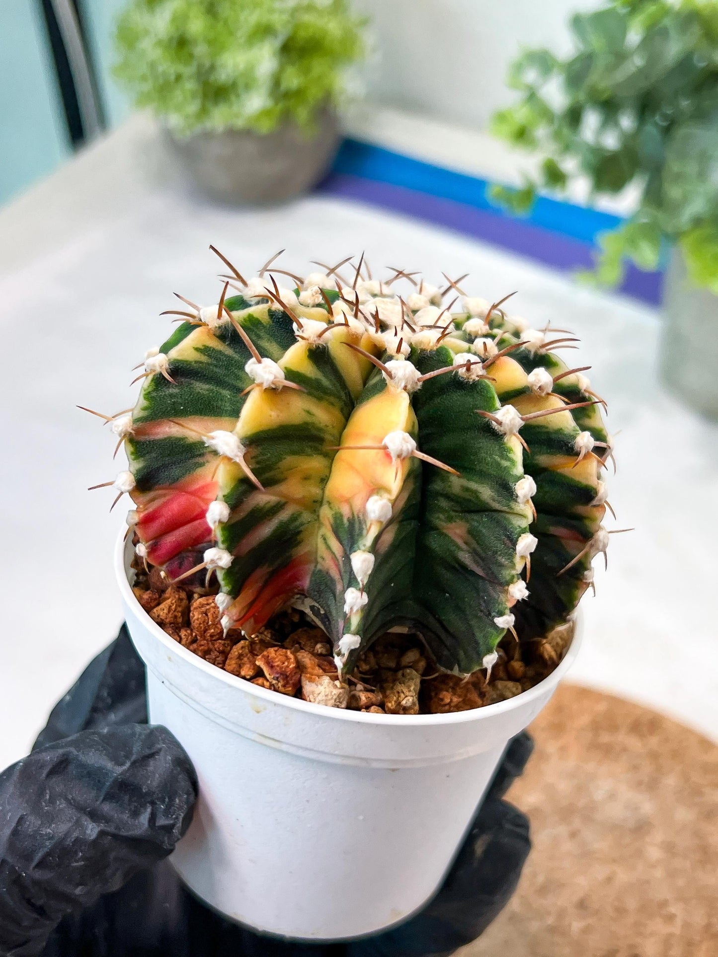Gymnocalycium Mihanovichii (g2) (b5) | Variegated Cactus