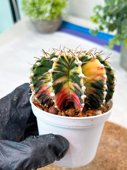 Gymnocalycium Mihanovichii (g2) (b5) | Variegated Cactus