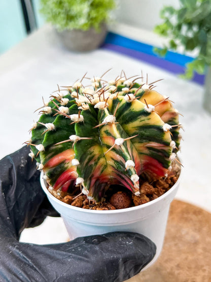 Gymnocalycium Mihanovichii (g2) (b5) | Variegated Cactus