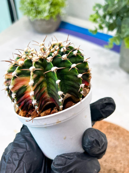 Gymnocalycium Mihanovichii (g2) (b5) | Variegated Cactus