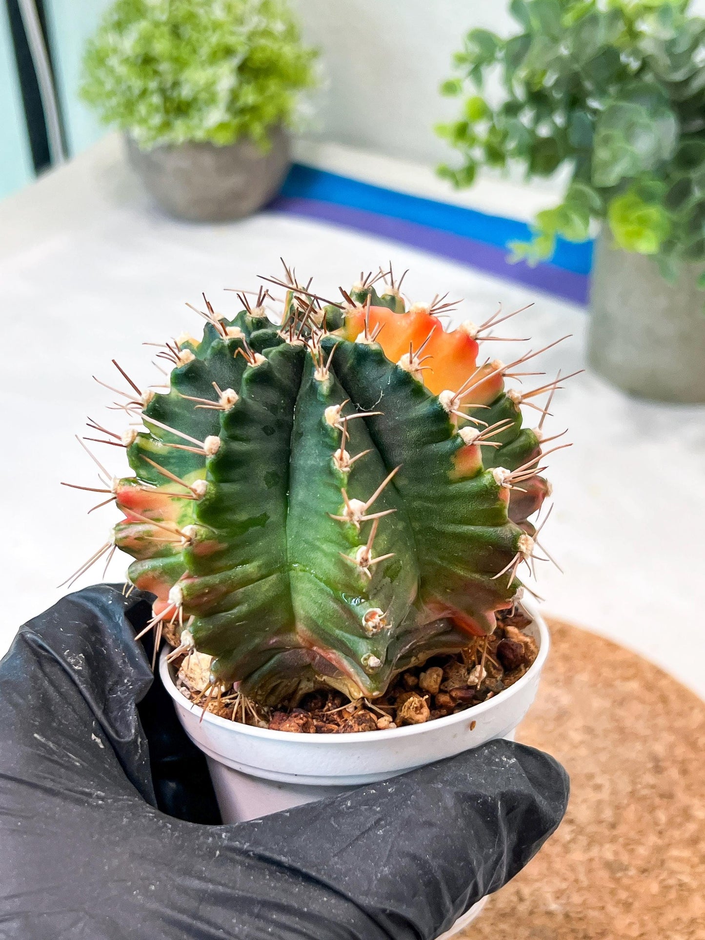 Gymnocalycium Mihanovichii (g2) (b6) | Variegated Cactus