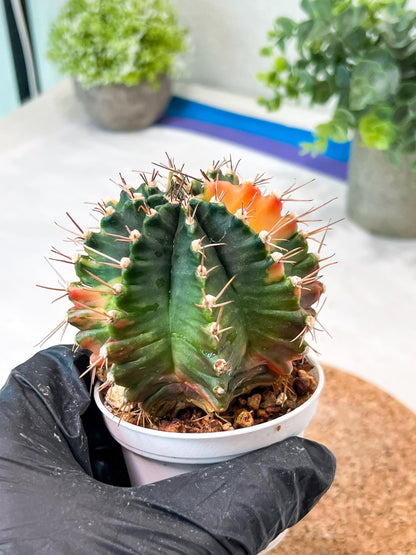 Gymnocalycium Mihanovichii (g2) (b6) | Variegated Cactus