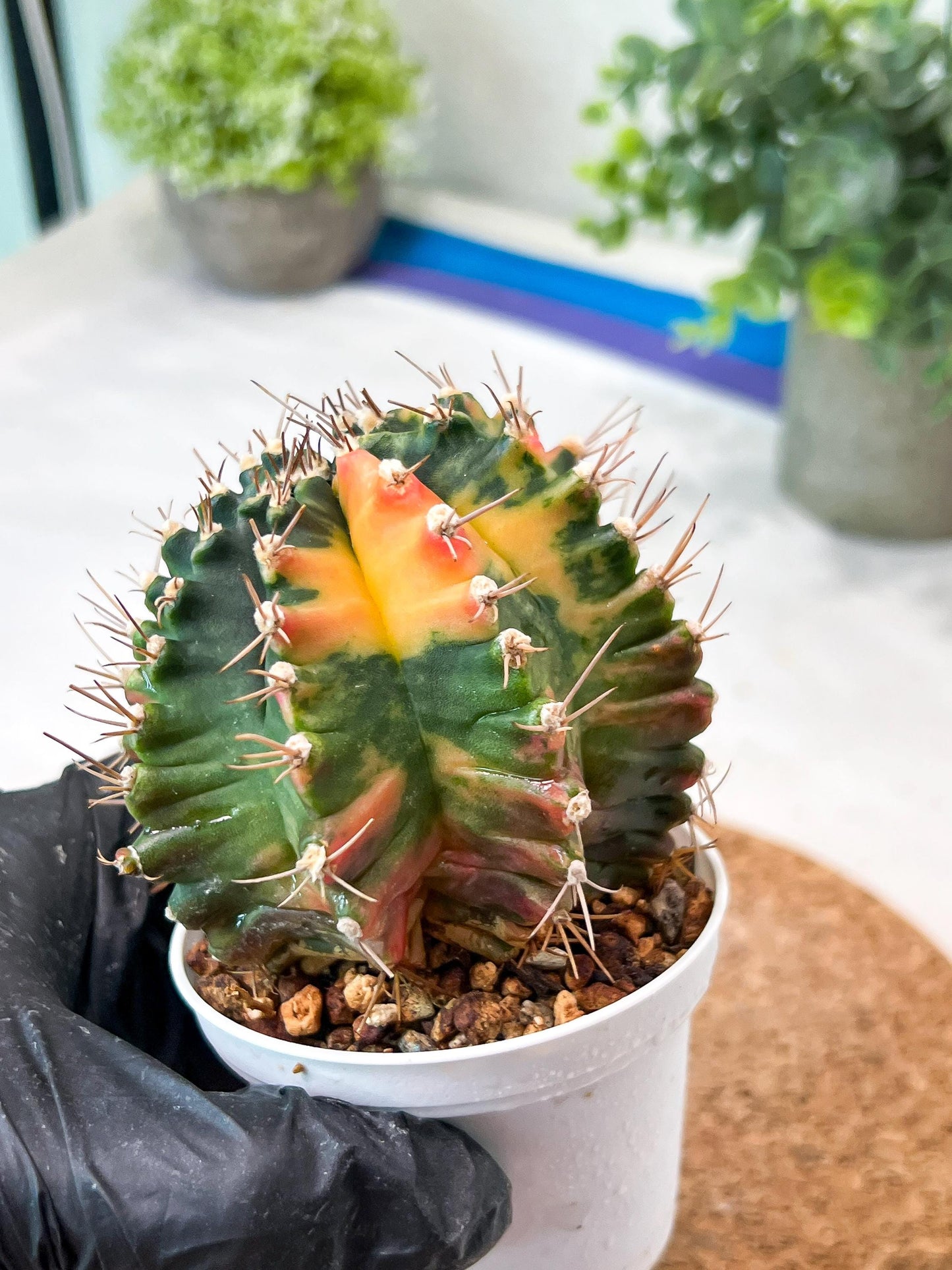 Gymnocalycium Mihanovichii (g2) (b6) | Variegated Cactus