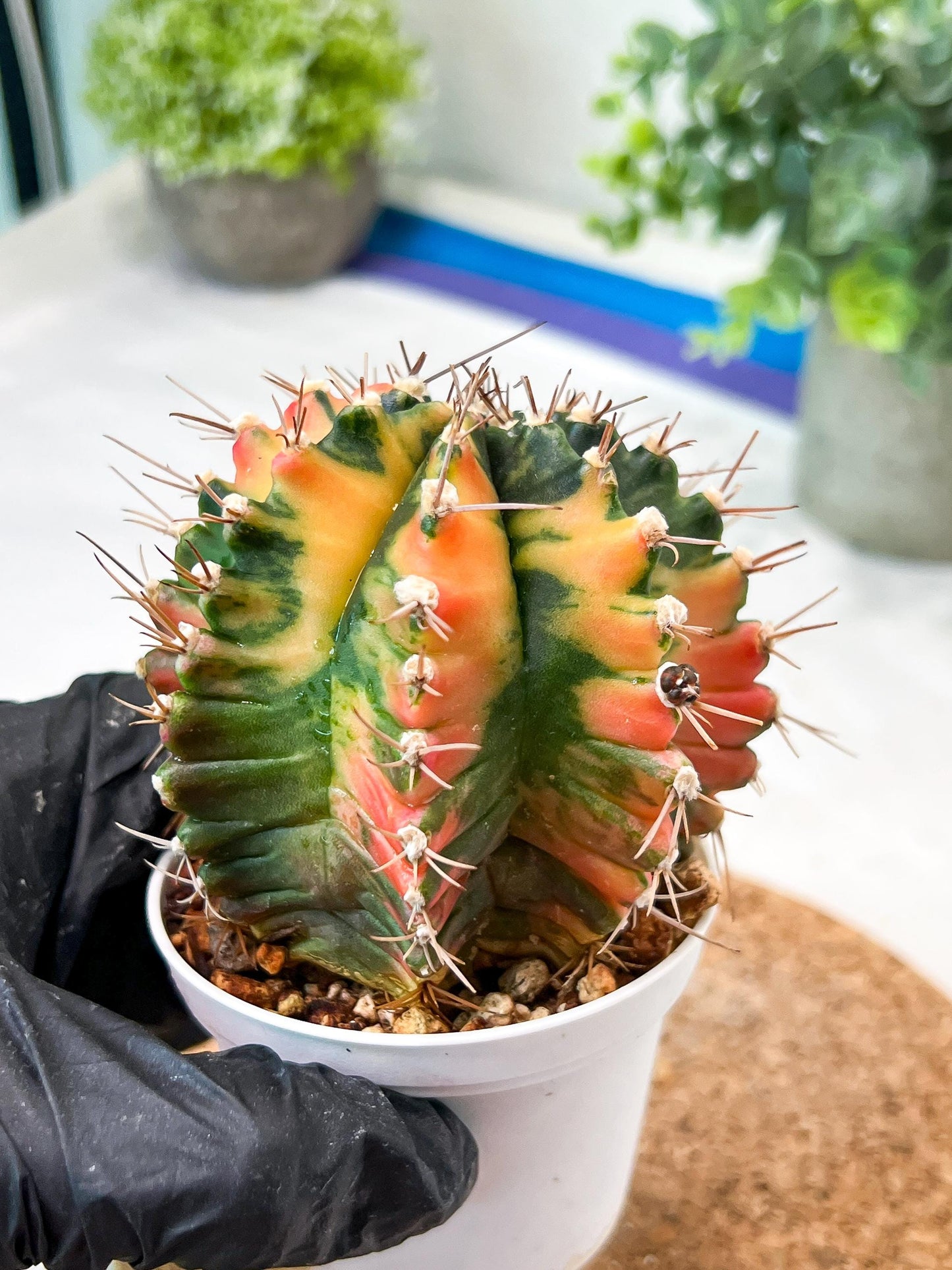 Gymnocalycium Mihanovichii (g2) (b6) | Variegated Cactus