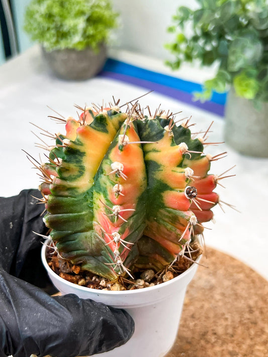 Gymnocalycium Mihanovichii (g2) (b6) | Variegated Cactus