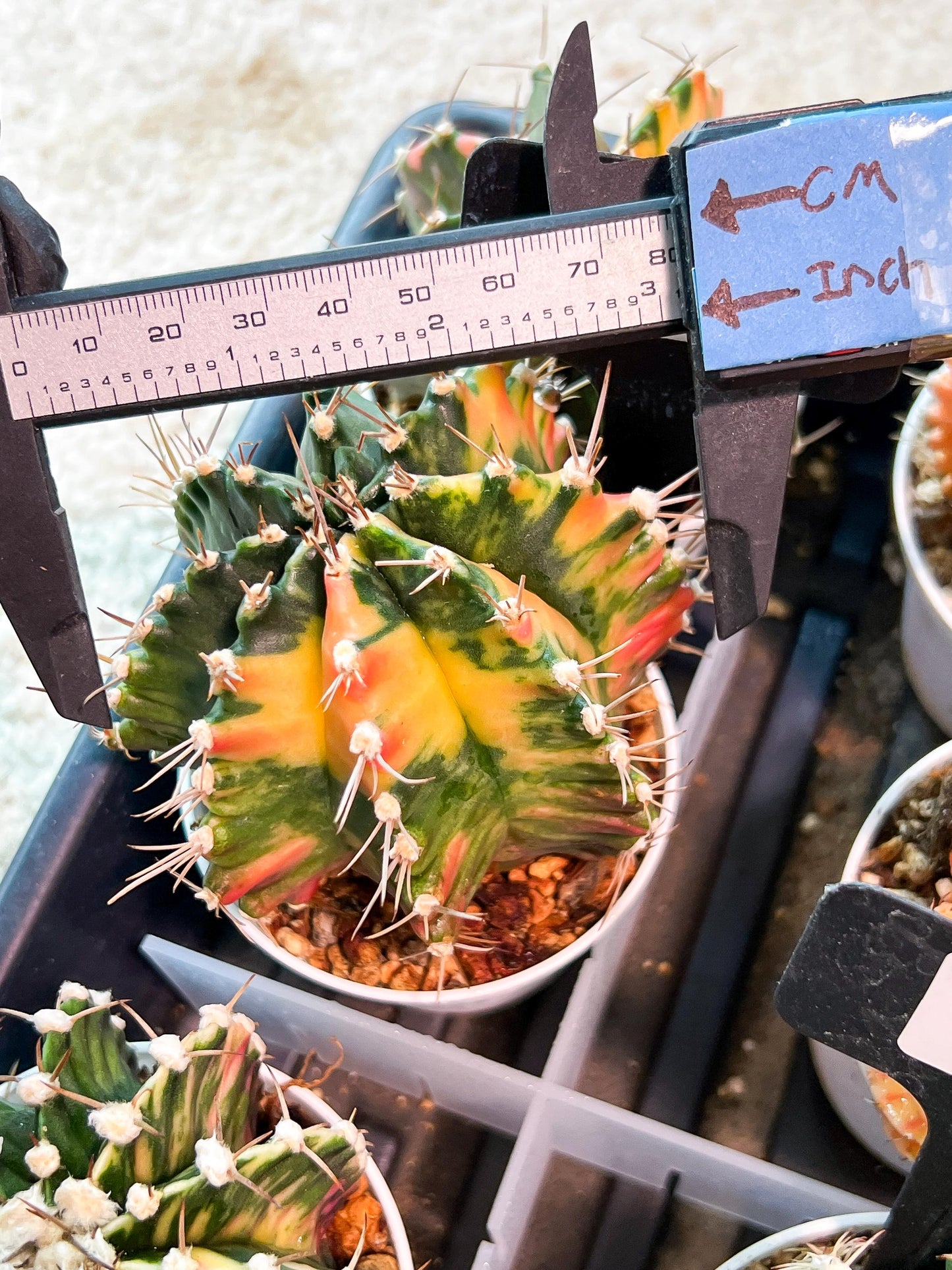 Gymnocalycium Mihanovichii (g2) (b6) | Variegated Cactus