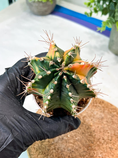 Gymnocalycium Mihanovichii (g2) (b6) | Variegated Cactus