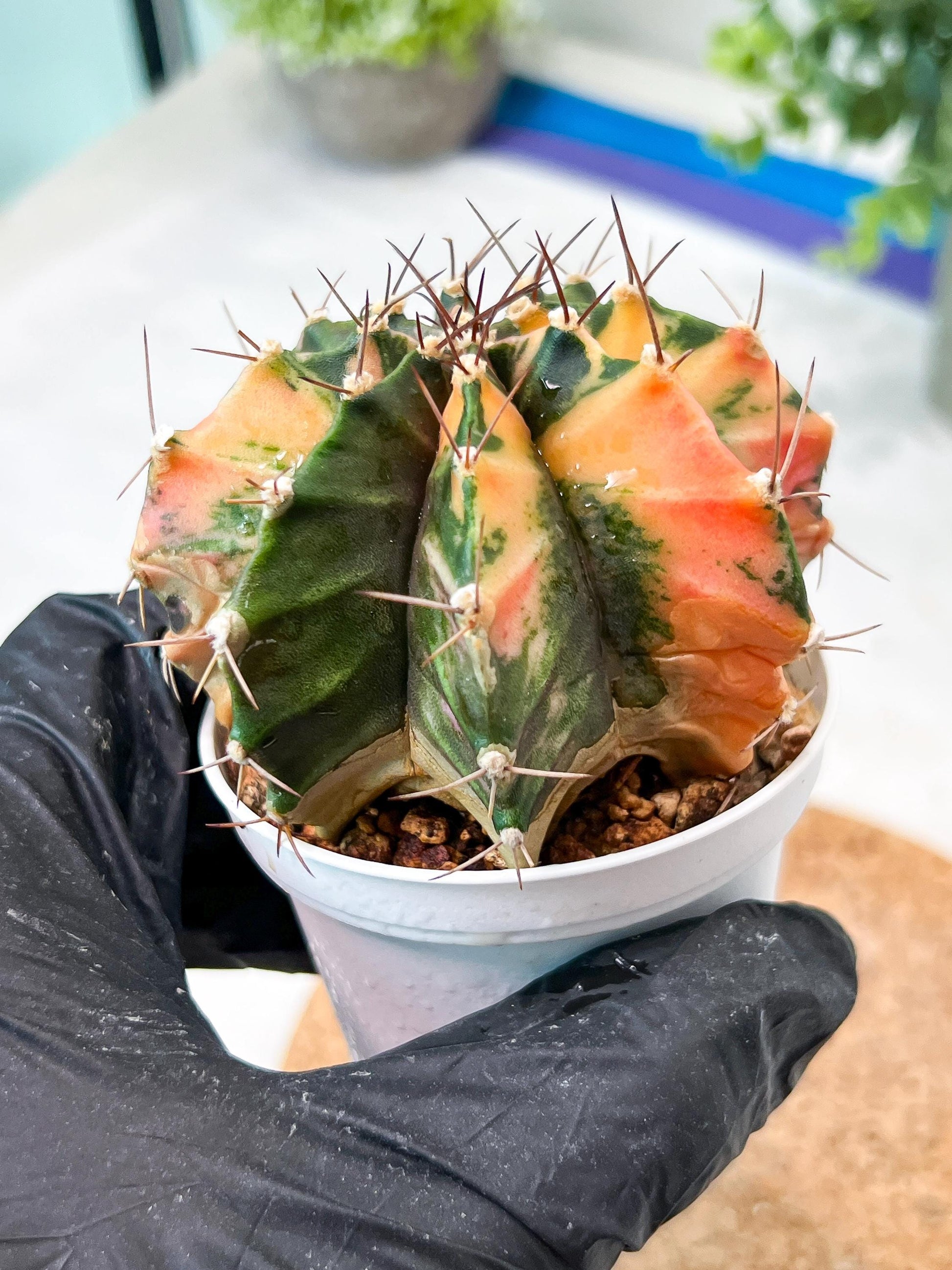Gymnocalycium Mihanovichii (g2) (b7) | Variegated Cactus