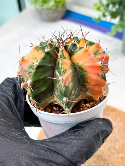 Gymnocalycium Mihanovichii (g2) (b7) | Variegated Cactus