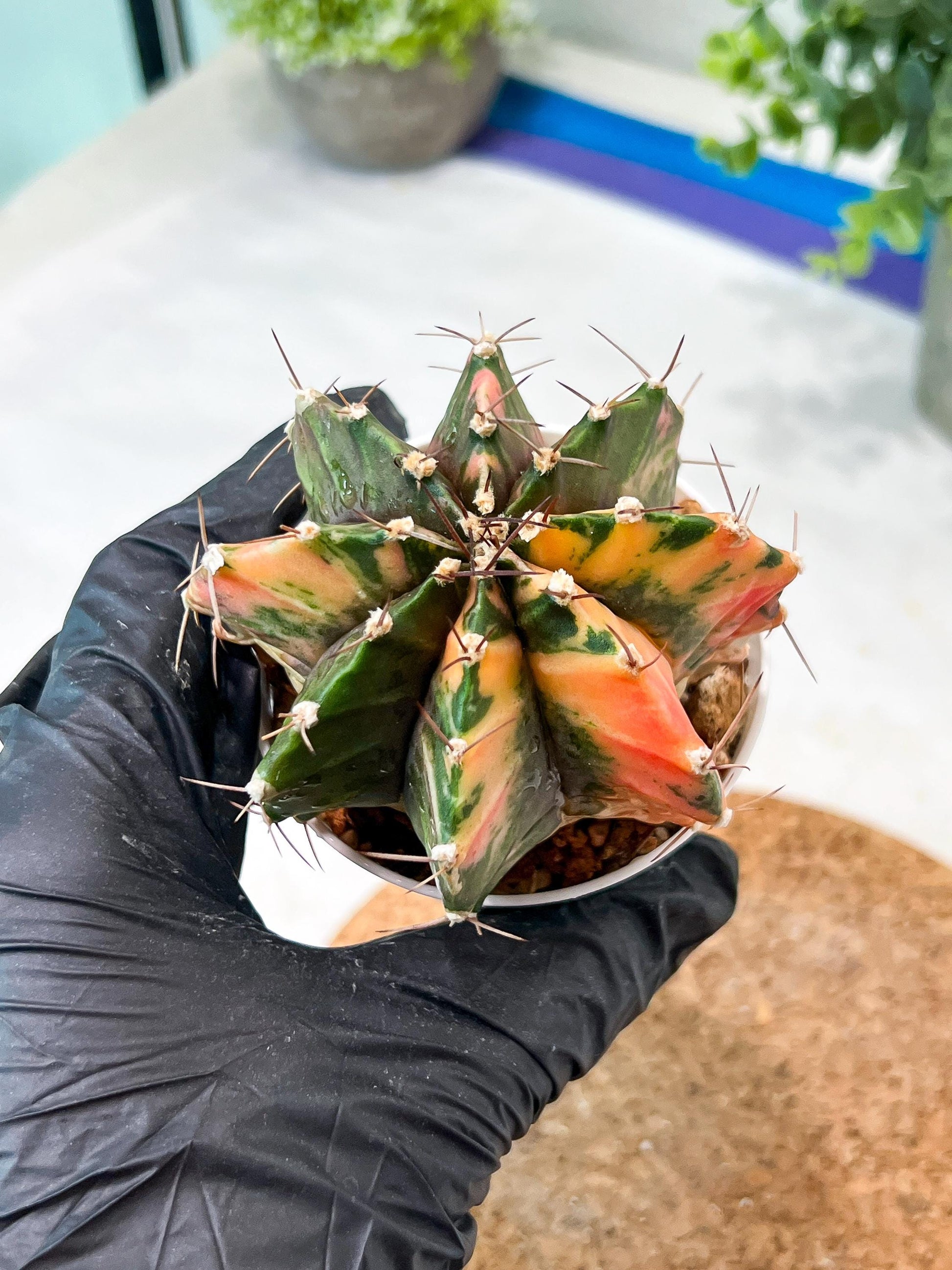 Gymnocalycium Mihanovichii (g2) (b7) | Variegated Cactus