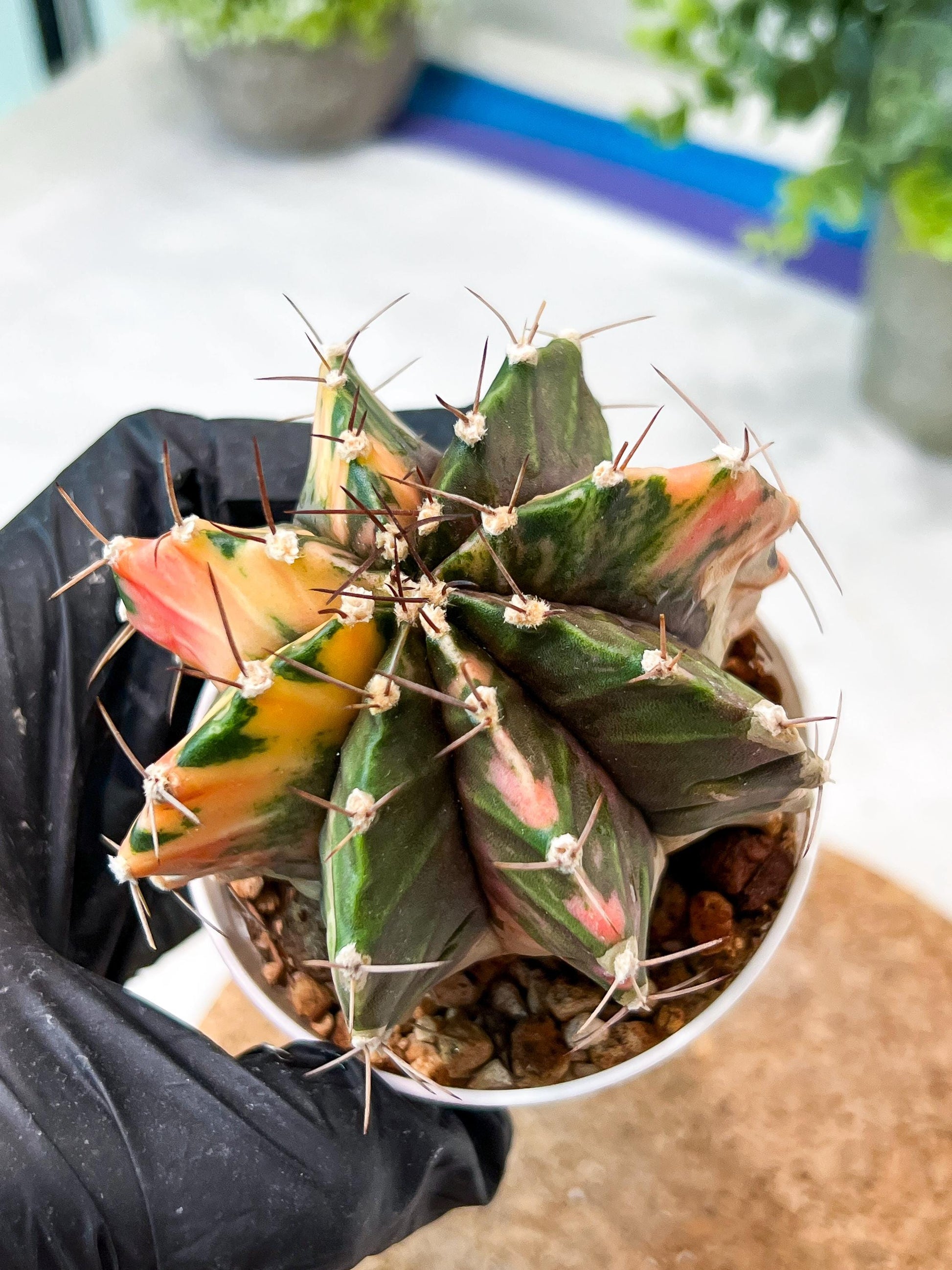 Gymnocalycium Mihanovichii (g2) (b7) | Variegated Cactus
