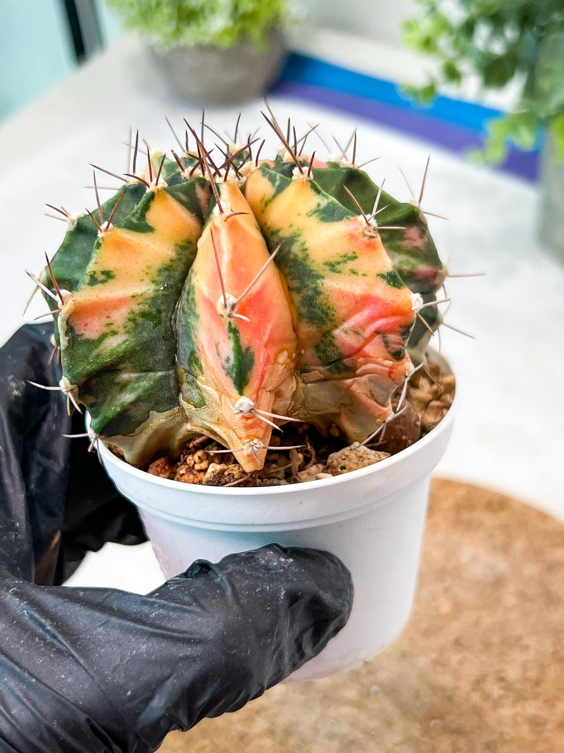 Gymnocalycium Mihanovichii (g2) (b7) | Variegated Cactus