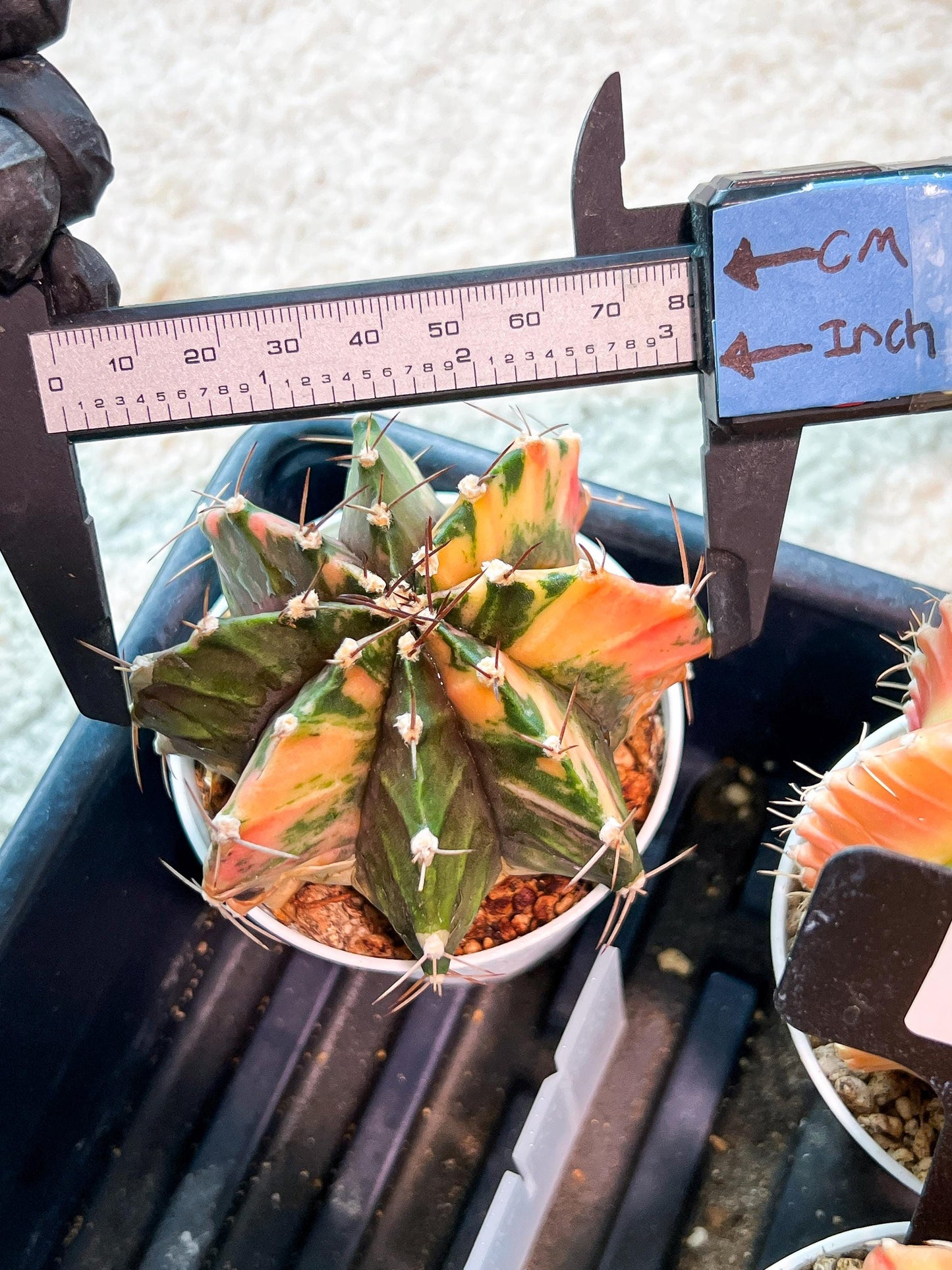 Gymnocalycium Mihanovichii (g2) (b7) | Variegated Cactus