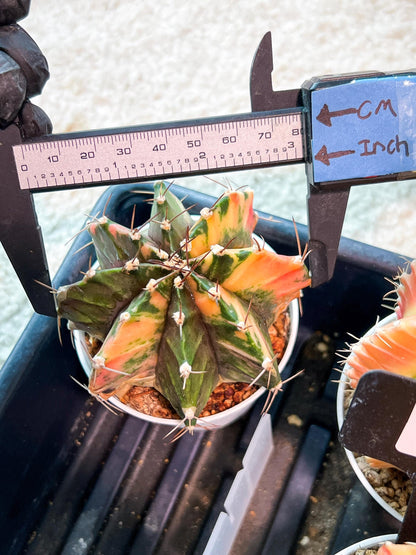 Gymnocalycium Mihanovichii (g2) (b7) | Variegated Cactus