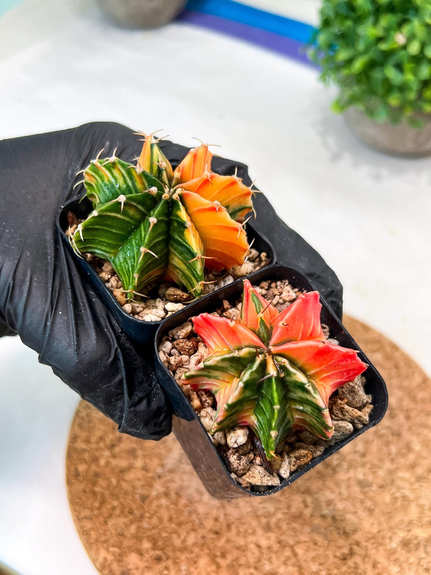 Gymnocalycium Mihanovichii (g) (#1) | 2pcs Bundle in 2 Inch Pot