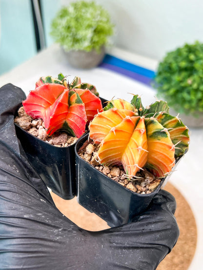 Gymnocalycium Mihanovichii (g) (#1) | 2pcs Bundle in 2 Inch Pot