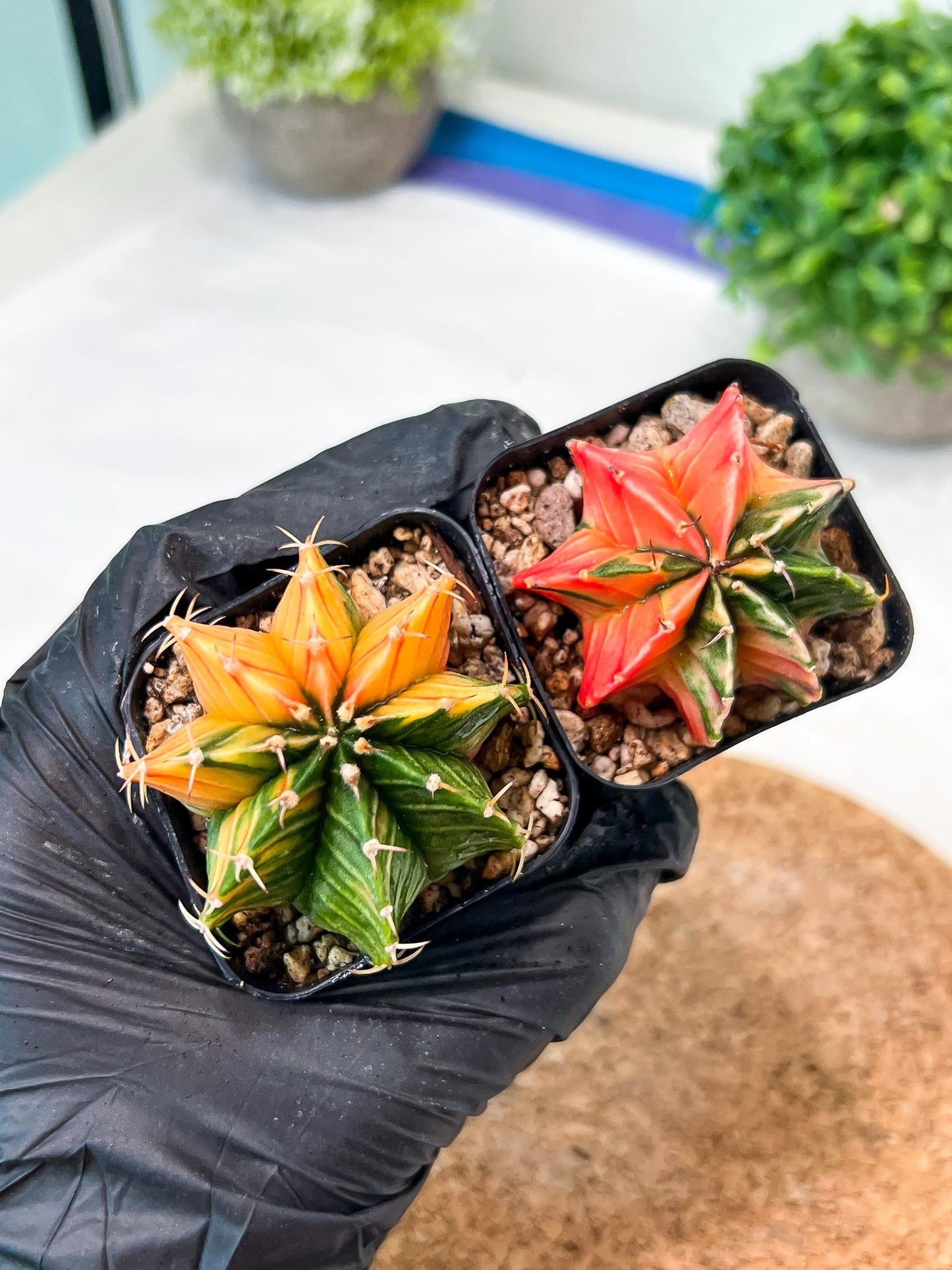 Gymnocalycium Mihanovichii (g) (#1) | 2pcs Bundle in 2 Inch Pot