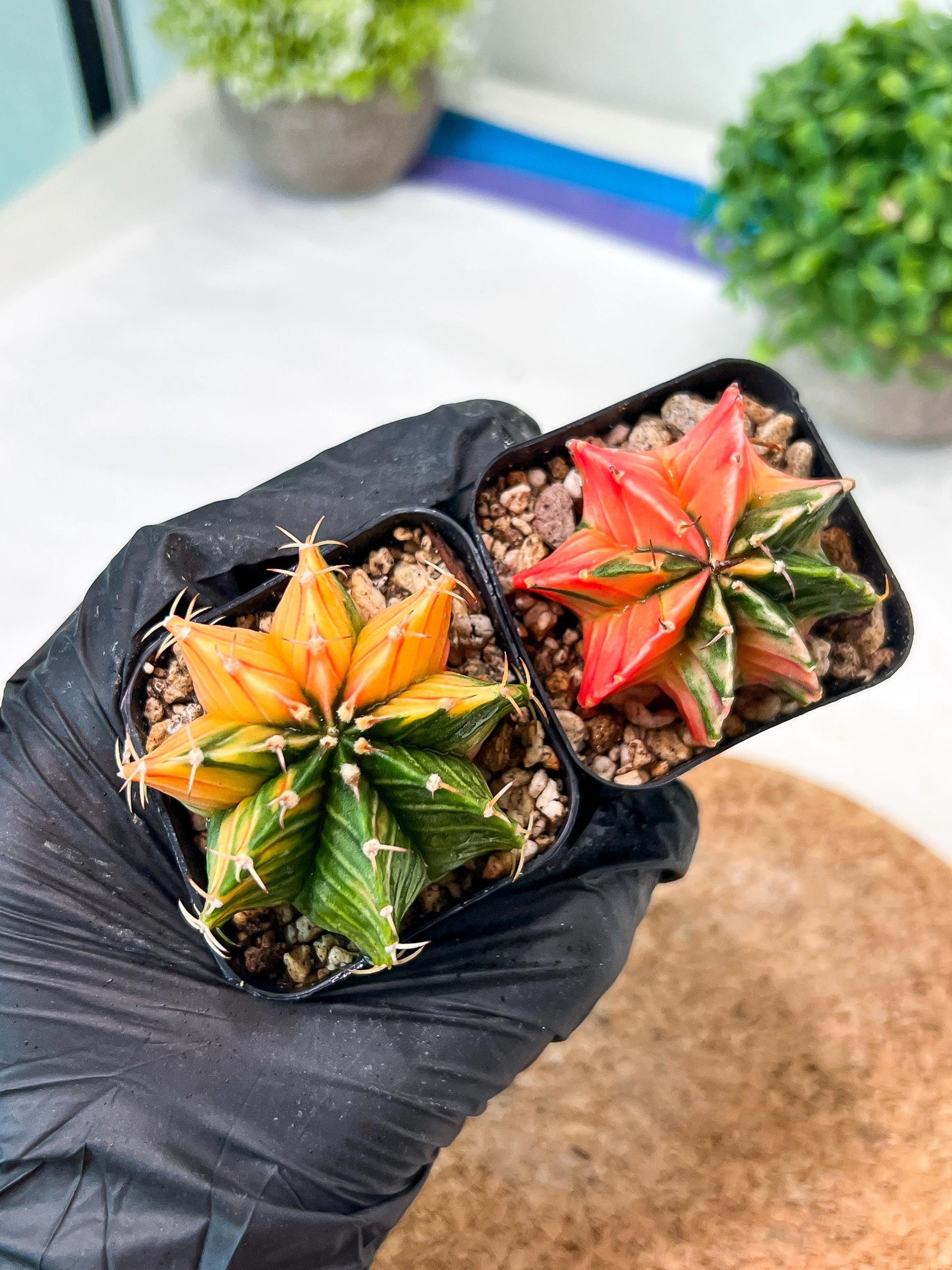 Gymnocalycium Mihanovichii (g) (#1) | 2pcs Bundle in 2 Inch Pot